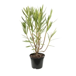 TRUFFAUT - Nerium oleander 'Loulou' pot 5 litres