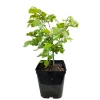 TRUFFAUT - Noisetier 'Géante des Halles':pot 6L