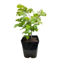 TRUFFAUT - Noisetier 'Géante des Halles':pot 6L