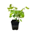 TRUFFAUT - Noisetier 'Webb's Prize Cob':pot 5L