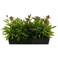 TRUFFAUT - Oeillet de chine : barquette de 10 plants - Coloris variables