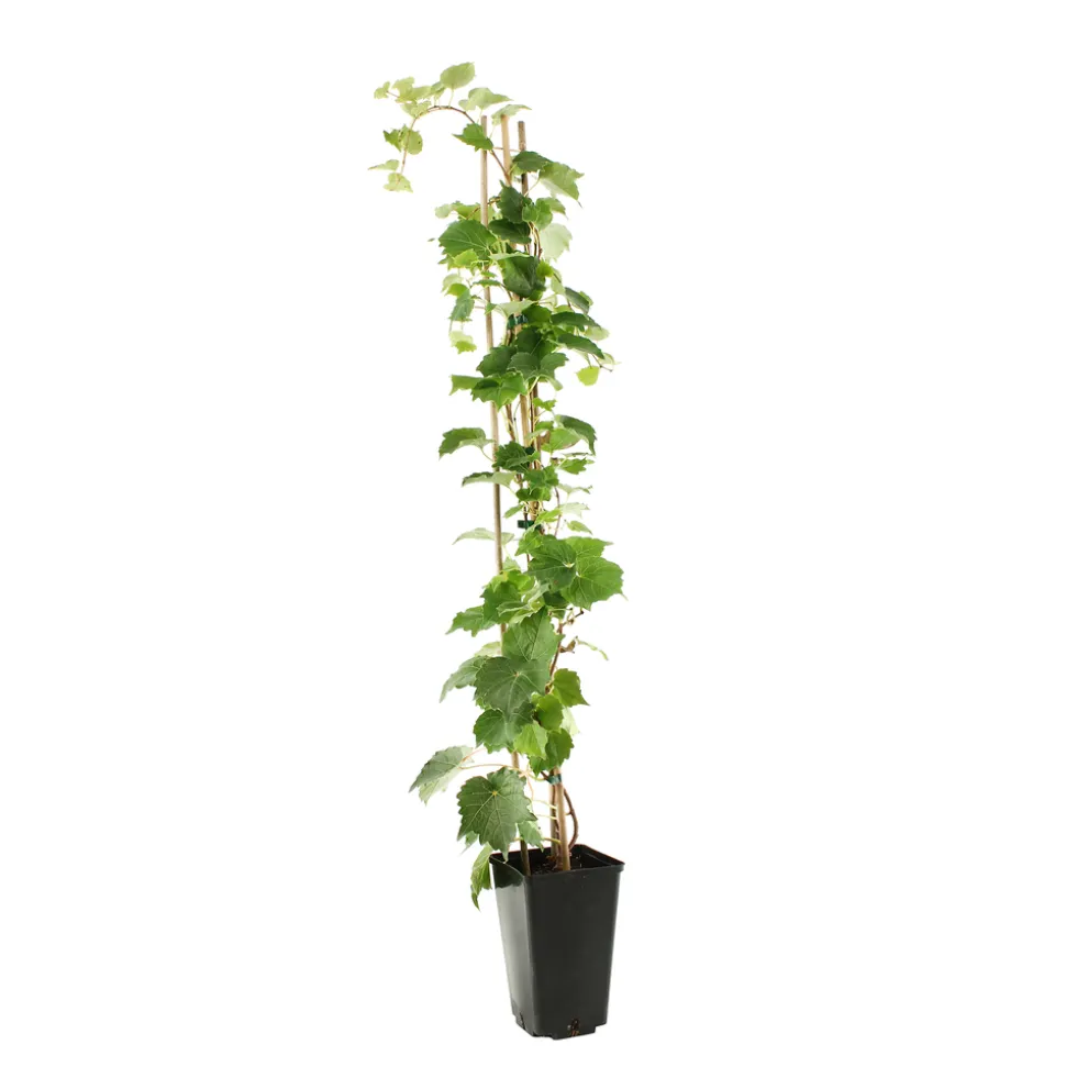 TRUFFAUT - Parthenocissus quinquefolia 'Red Wall'® :conteneur 3 litres