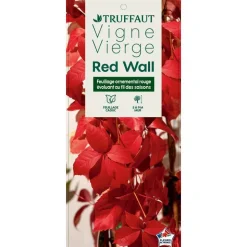 TRUFFAUT - Parthenocissus quinquefolia 'Red Wall'® :conteneur 3 litres