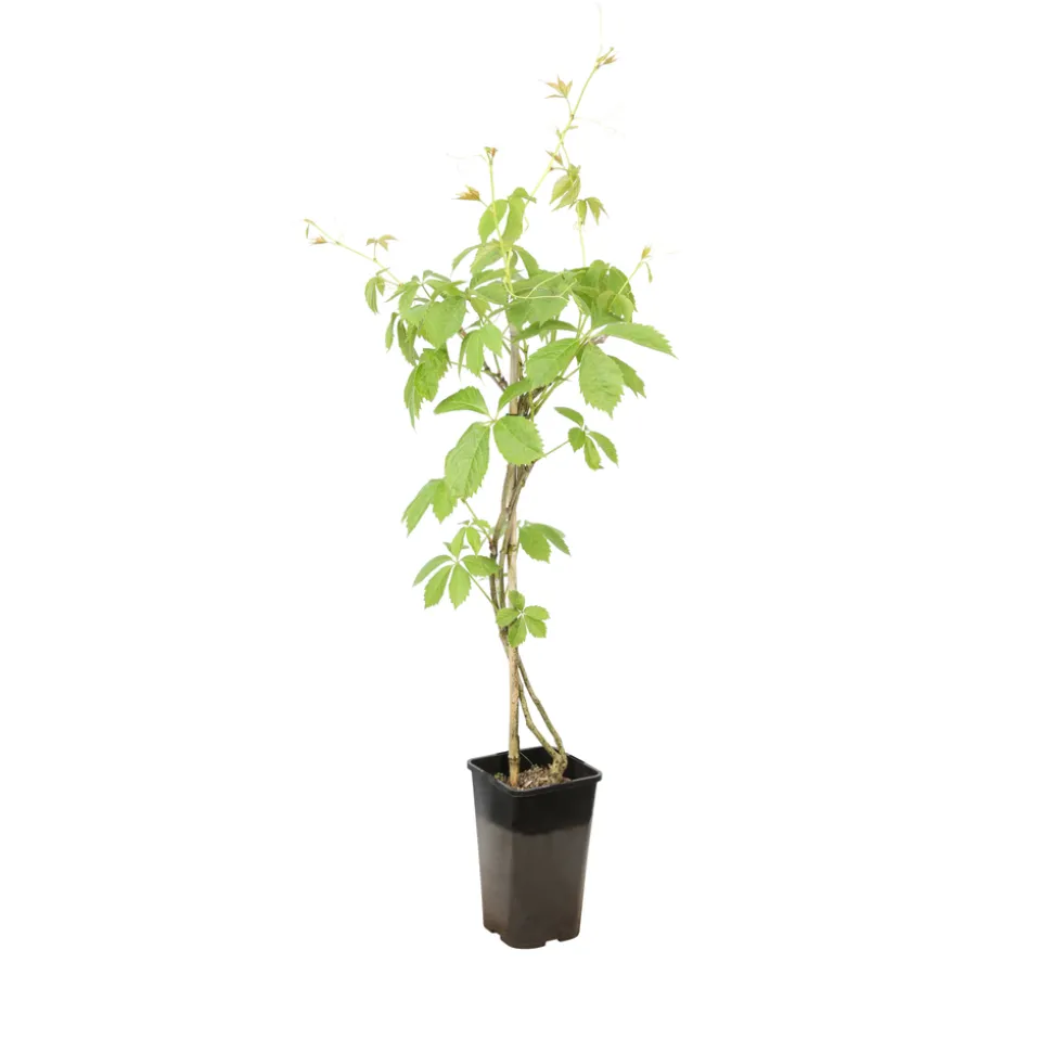 TRUFFAUT - Parthenocissus quinquefolia engelmanii : ctr de 1.5 litres