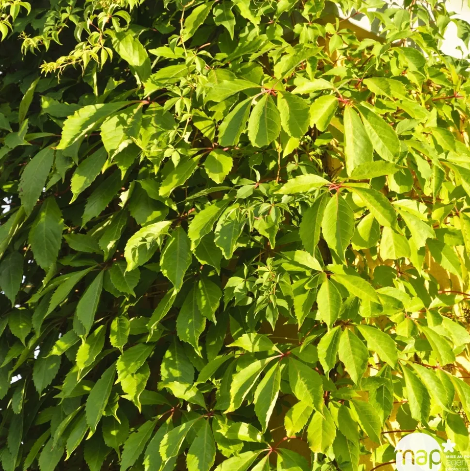 TRUFFAUT - Parthenocissus quinquefolia 'Yellow Wall'® :conteneur 3 litres