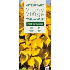 TRUFFAUT - Parthenocissus quinquefolia 'Yellow Wall'® :conteneur 3 litres