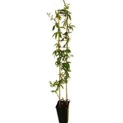 TRUFFAUT - Passiflora caerulea : ctr de 3 litres