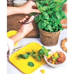 TRUFFAUT - Plant de basilic grand vert : pot de 1 litre