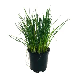 TRUFFAUT - Plant de ciboulette : pot de 1 litre