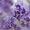 TRUFFAUT - Plant de lavande officinale : pot de 1 litre