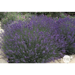 TRUFFAUT - Plant de lavande officinale : pot de 1 litre