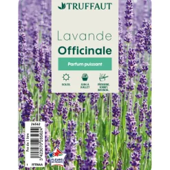 TRUFFAUT - Plant de lavande officinale : pot de 1 litre