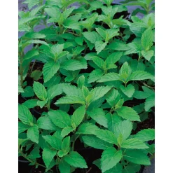 TRUFFAUT - Plant de menthe verte : pot de 1 litre