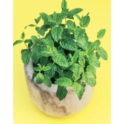 TRUFFAUT - Plant de menthe verte : pot de 1 litre