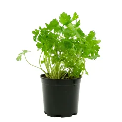 TRUFFAUT - Plant de persil plat : pot de 1 litre