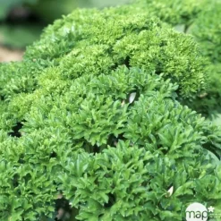 TRUFFAUT - Plant de persil frisé : pot de 1 litre