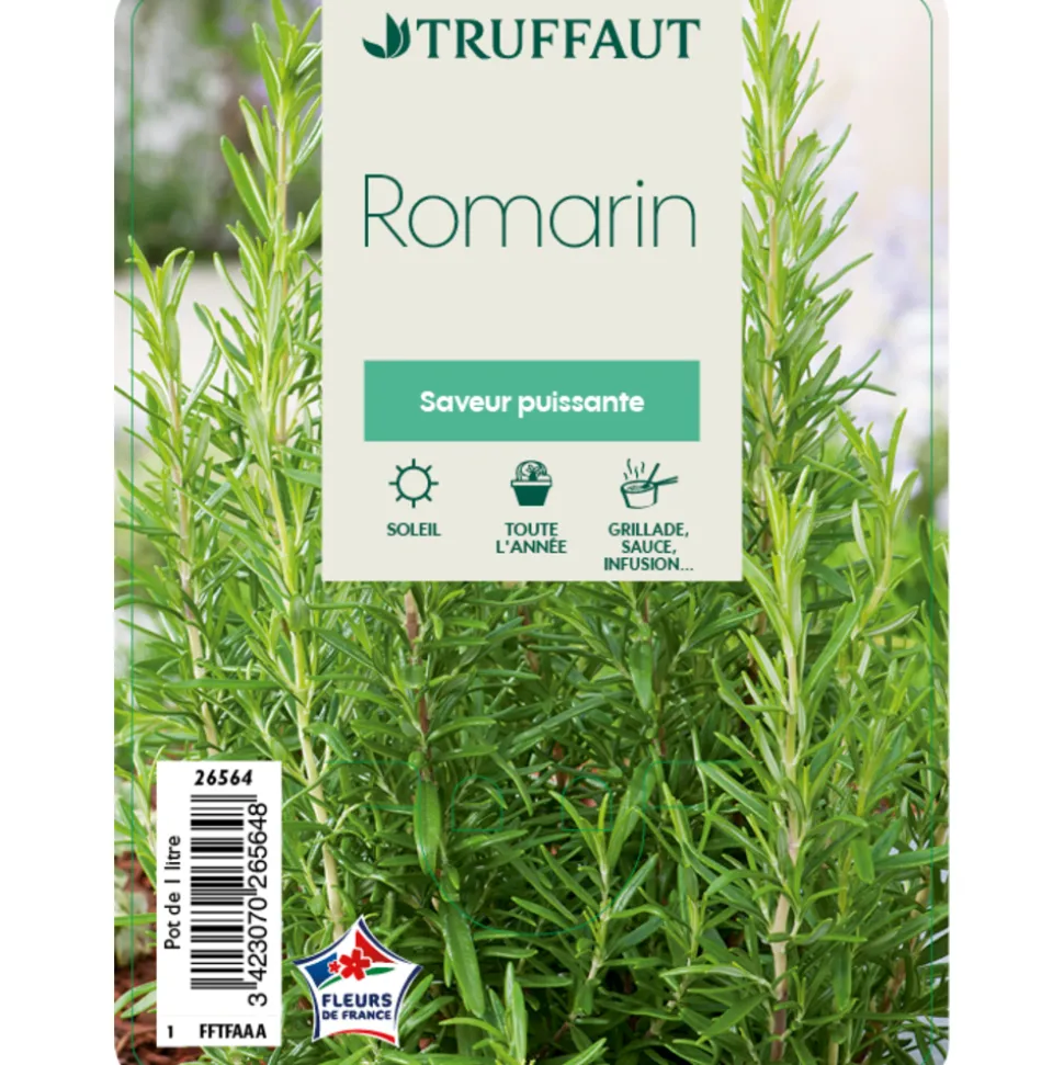 TRUFFAUT - Plant de romarin : pot de 1 litre