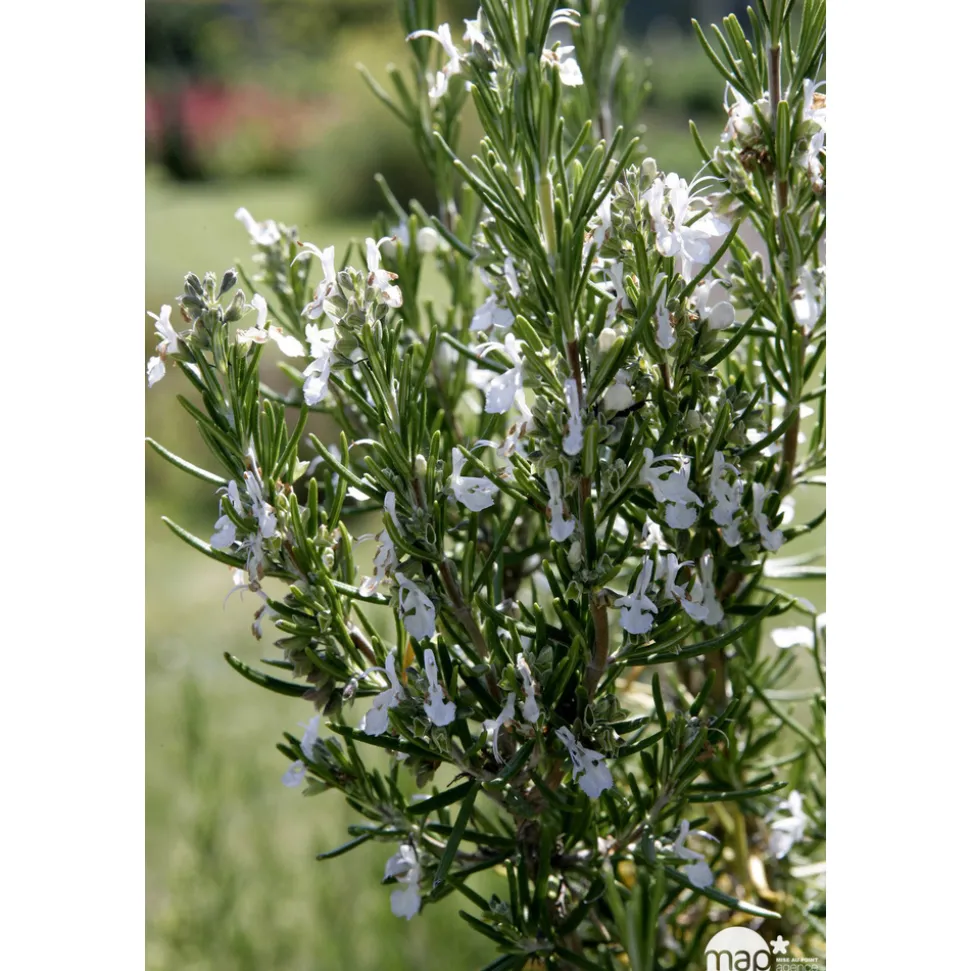 TRUFFAUT - Plant de romarin : pot de 1 litre
