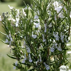 TRUFFAUT - Plant de romarin : pot de 1 litre