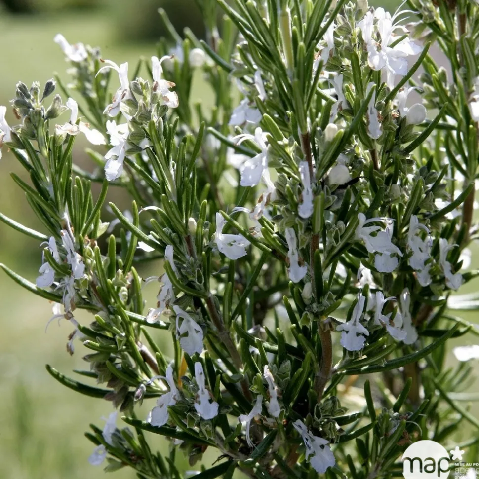 TRUFFAUT - Plant de romarin : pot de 1 litre