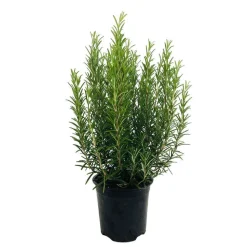 TRUFFAUT - Plant de romarin : pot de 1 litre