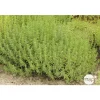 TRUFFAUT - Plant de sarriette vivace : pot de 1 litre