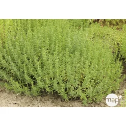 TRUFFAUT - Plant de sarriette vivace : pot de 1 litre