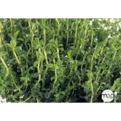 TRUFFAUT - Plant de sarriette vivace : pot de 1 litre