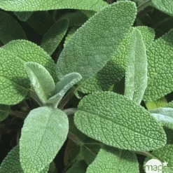 TRUFFAUT - Plant de sauge officinale : pot de 1 litre