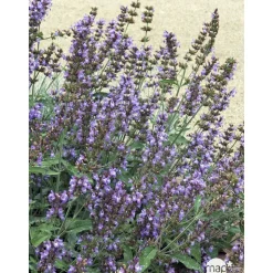 TRUFFAUT - Plant de sauge officinale : pot de 1 litre
