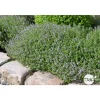 TRUFFAUT - Plant de thym commun : pot de 1 litre