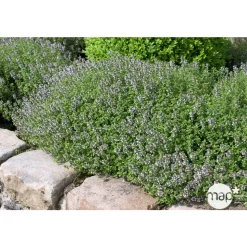 TRUFFAUT - Plant de thym commun : pot de 1 litre