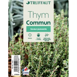 TRUFFAUT - Plant de thym commun : pot de 1 litre