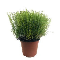 TRUFFAUT - Plant de thym citron : pot de 1 litre