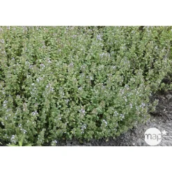 TRUFFAUT - Plant de thym citron : pot de 1 litre