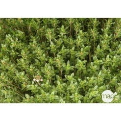 TRUFFAUT - Plant de thym citron : pot de 1 litre