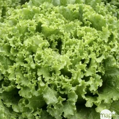TRUFFAUT - Plants de batavia 'Florine' : barquette de 12 plants