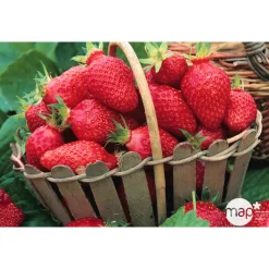 TRUFFAUT - Plants de fraisiers 'Gariguette' : barquette de 6 plants