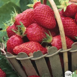 TRUFFAUT - Plants de fraisiers 'Gariguette' : barquette de 6 plants