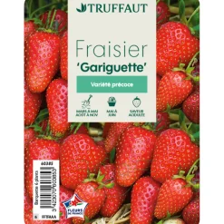 TRUFFAUT - Plants de fraisiers 'Gariguette' : barquette de 6 plants