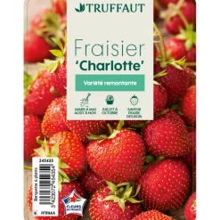 TRUFFAUT - Plants de fraisiers 'Charlotte' : barquette de 6 plants