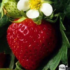 TRUFFAUT - Plants de fraisiers 'Charlotte' : barquette de 6 plants