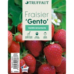 TRUFFAUT - Plants de fraisiers 'Nova Gento' : barquette de 6 plants