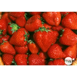 TRUFFAUT - Plants de fraisiers 'Nova Gento' : barquette de 6 plants