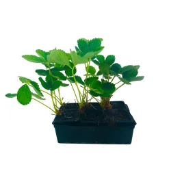 TRUFFAUT - Plants de fraisiers 'Nova Gento' : barquette de 6 plants
