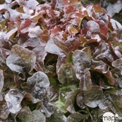 TRUFFAUT - Plants de laitues feuille de chêne 'Grenadine' : barquette 12 plants