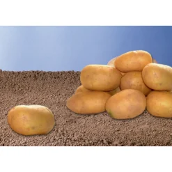 TRUFFAUT - Plants de pommes de terre 'Spunta' en sac - 1,5 kg