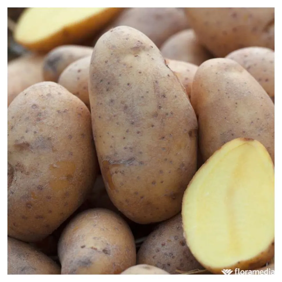 TRUFFAUT - Plants de pommes de terre 'Charlotte' en clayette x100