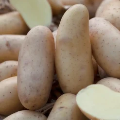 TRUFFAUT - Plants de pommes de terre 'Amandine' en clayette x60