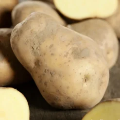 TRUFFAUT - Plants de pommes de terre 'Bintje' en filet x10